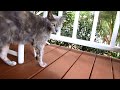pets