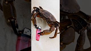 Oh The Big Mud Crab Is Breaking Lighter