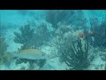 Olympus Tough TG-810 Underwater Test