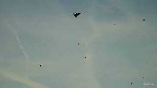 Hunting Crows With Shotkam Kraaienjagen Kauwenjacht.