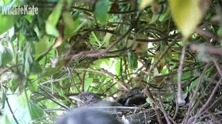 April 12th first fledge