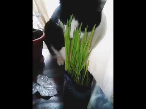 JAWS CATS (челюсти мем котики)