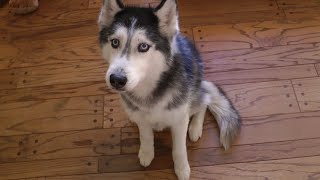 Ask Mishka the Talking Husky: Can you say "YOLO"?