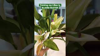 Blooming Hack How To Make Your Plants Bloom Faster