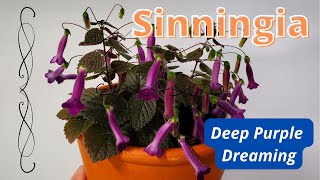 Watch Deep Purple Dreaming video