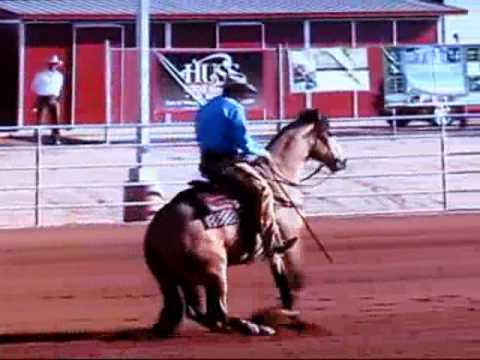 Buckskin Show Horse