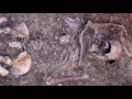 Roman Video preview