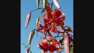 Watch Tiger Lillies Arthur video