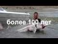 Video Самая большая в мире пойманная Рыба # Белуга осётр 1490 кг