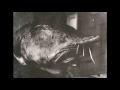 Самая большая в мире пойманная Рыба # Белуга осётр 1490 кг