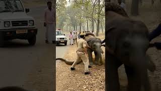 Saving Baby Elephant From Giant Python Attack
