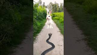 Anaconda Snake Attack Rabit2
