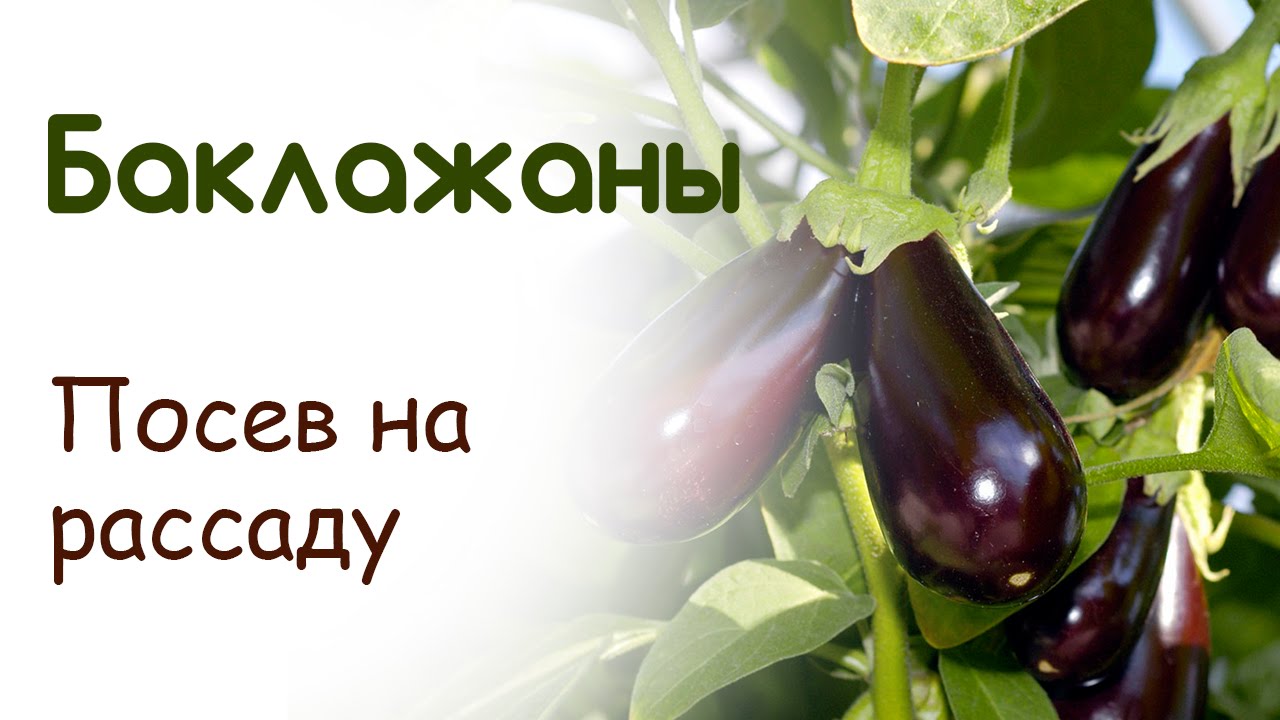 Баклажаны время посева на рассаду 7