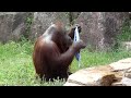 Orangutan using a towel !! COOL DOWN !! (INTERESTING)