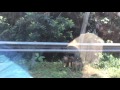Menembus Taman Nasional Bukit Barisan Selatan Menemukan Monyet dan Anak Harimau Mati Menembus Taman Nasional Bukit Barisan Selatan Menemukan Monyet dan Anak Harimau Mati