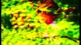 Watch Super Furry Animals Focus Pocus-debiel video