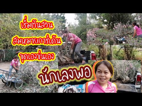 ไปข่นชวนชมพันธุ์ยักษ์มือใหม่คิดใหญ่เริ่มต้นทำสวนชวนชม สมหมายแฮปปี้ /27/3/2564