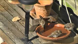 Vroege Vogels - Badderende Mussen