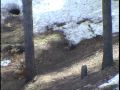 Our Fox family and her 3 kittens off our deck Our Fox family and her 3 kittens off our deck