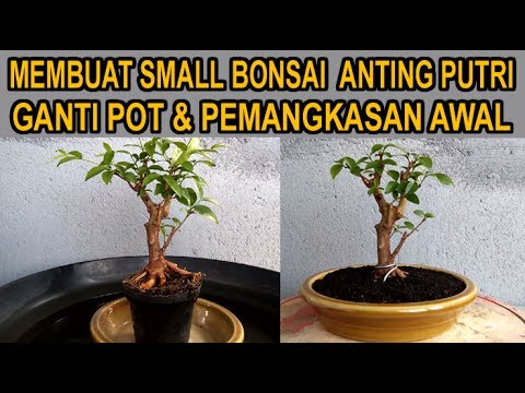 VIDEO : membuat small bonsai anting putri ganti pot & pemangkasan awal - fb: yudi (animasi) https://web.facebook.com/yudi.anima grup fb: tanaman hias mini https://web.facebook.com/groups/ ...