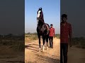Marwari stallion Dilshan 🔥 ( Horse video ) #horse