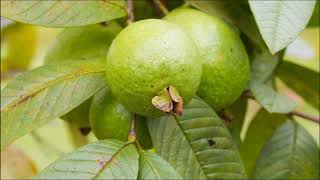 Hair Benefits Of Guava Leaves- Hair Care Tips