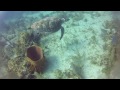 scuba diving