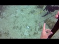 scuba diving