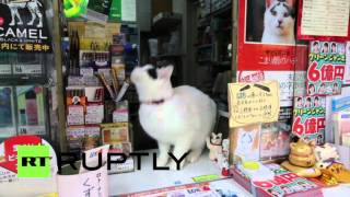 В Японии живет вечно удивленная кошка Хати