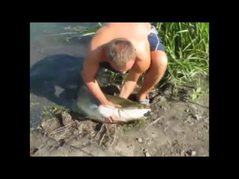 ловля сома в волгодонске ловля сома в волгодонске