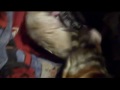 nacimiento de basset hound