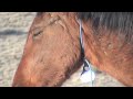 Calico, Nevada-Where Wild Horses Roam