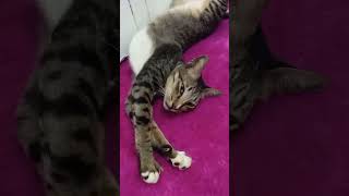 Love Cats Nonobaik855