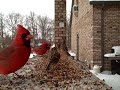 birds