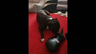 English Staffordshire Bull Terrier Tries To Eat Boxing Glove.