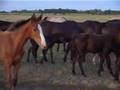 626 Horses grazing on the Hortobágy plain. Legelésző lovak a Hortobágyon