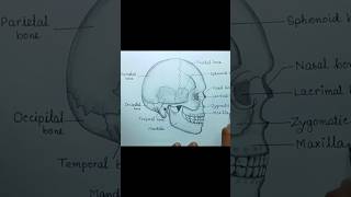 Human Skull Diagram Drawing