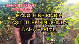 Aşili Türk Findiğinda Hangi̇ Ci̇ns Coryluscolurna
