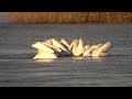 Synchronized Pelican Feeding || ViralHog