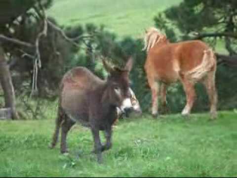 donkeys mating on youtube