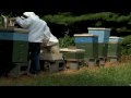Citizens band together to save the bees