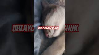 Uhlayotganmushuk