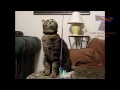 Cats and dogs vs balloons - Funny animal compilation
