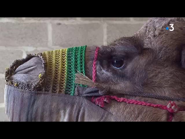Un élevage de dromadaires dans l'Aisne