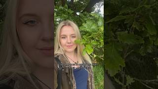 Some Info About Oak Trees & Druids