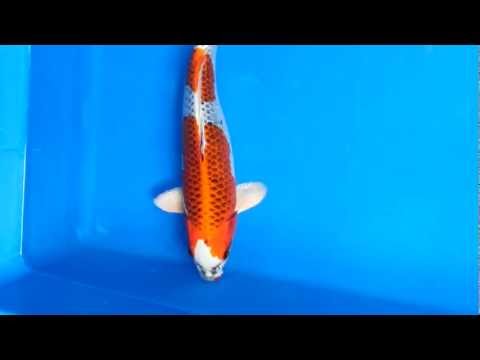 ปลาคาร์ฟ คุจากุ.mp4