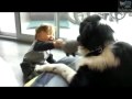 Bambino piccolo gioca e ride da morire con un cane grosso (Terranova)