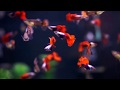 Dumbo platinum red tail