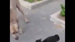 En Komik Kediler 2019/ Extremely Funny Cats 2019