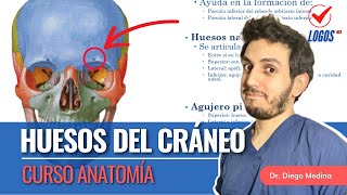 Clase Completa Anatomía Del Cráneo Curso Anatomía Humana